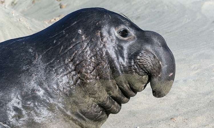 Elephant seals to refine our understanding of the ‘Blob’
